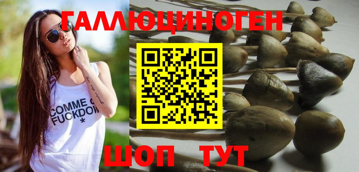 Псилоцибиновые грибы Psilocybine cubensis Губкин